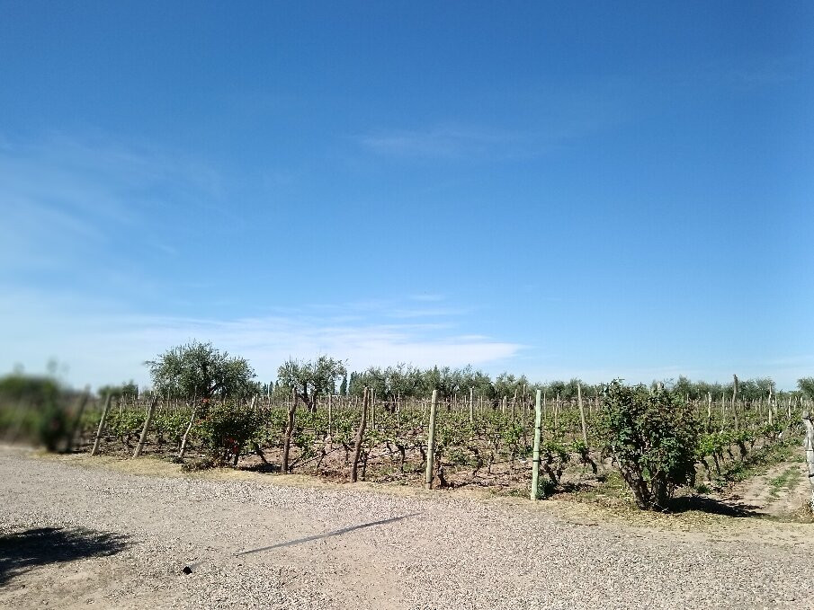Bodega CarinaE-Maipu必去景点