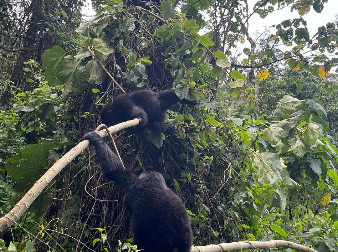 Go Gorilla Trekking-吉佳利必去景点