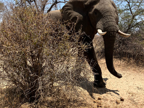 Simon & Pumba Safari's-内罗毕必去景点