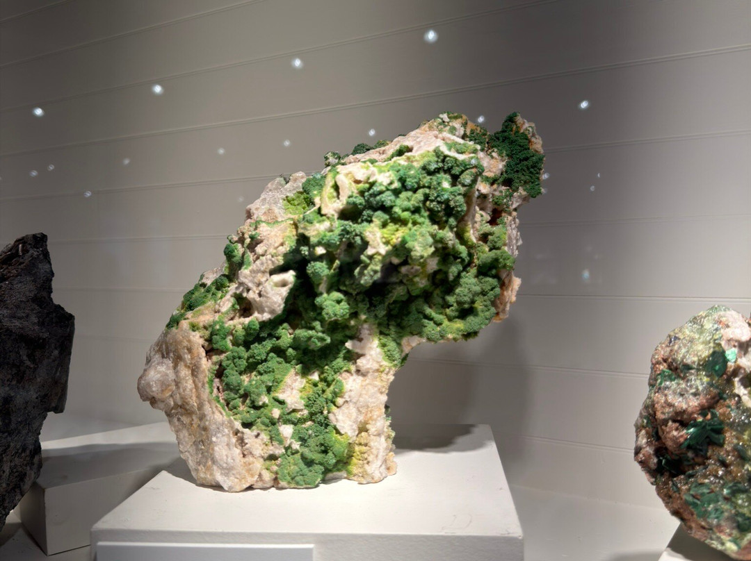 Harvard Museum of Natural History-剑桥必去景点