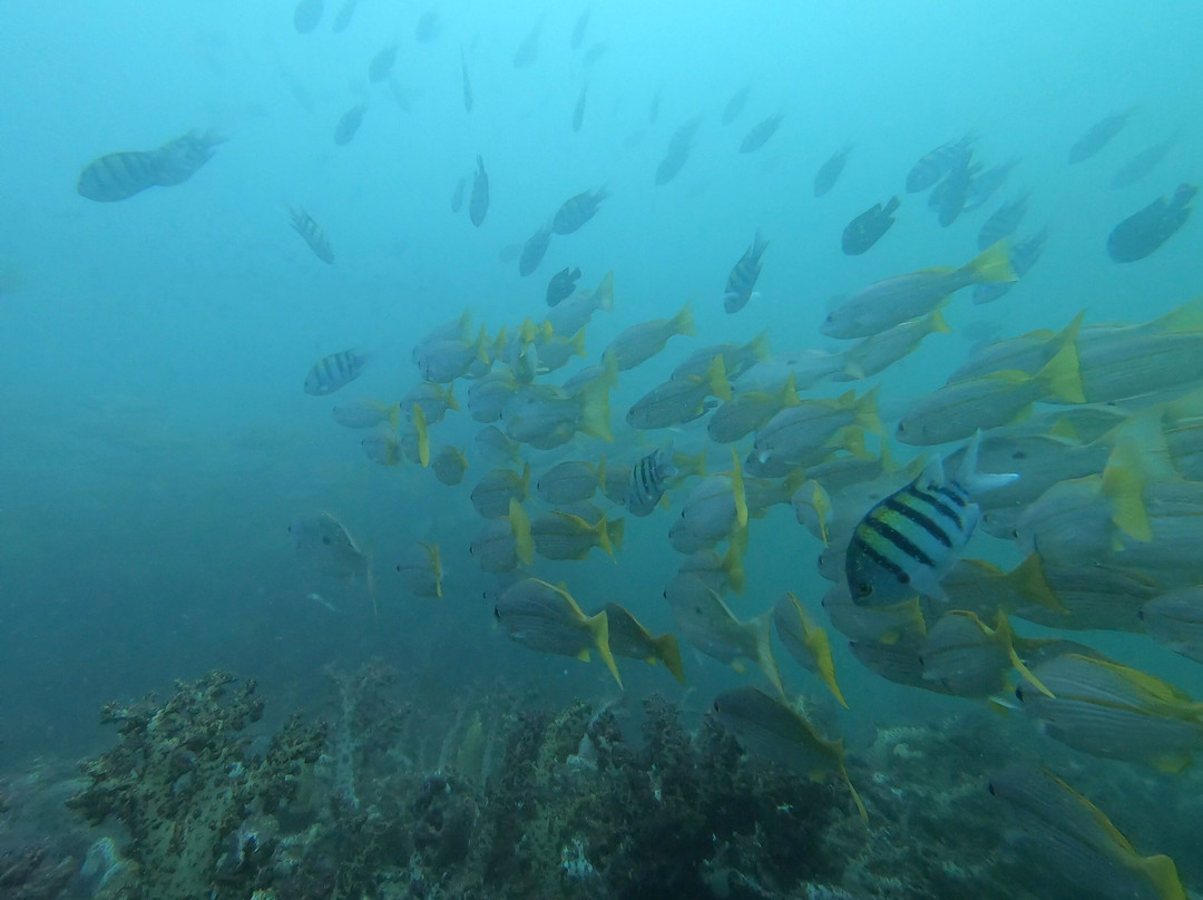 Aquanauts Diving Center-Al Aqah必去景点