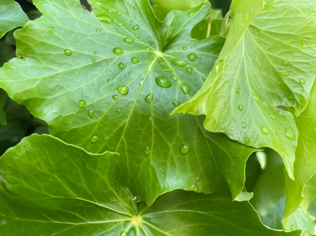 Rotary Park Playground-Bairnsdale必去景点