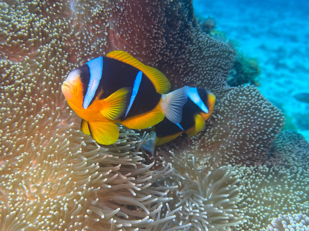 Dive Planet Mafia Island-Utende必去景点