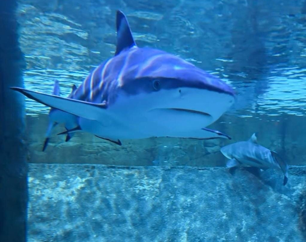 Sharjah Aquarium-沙迦必去景点