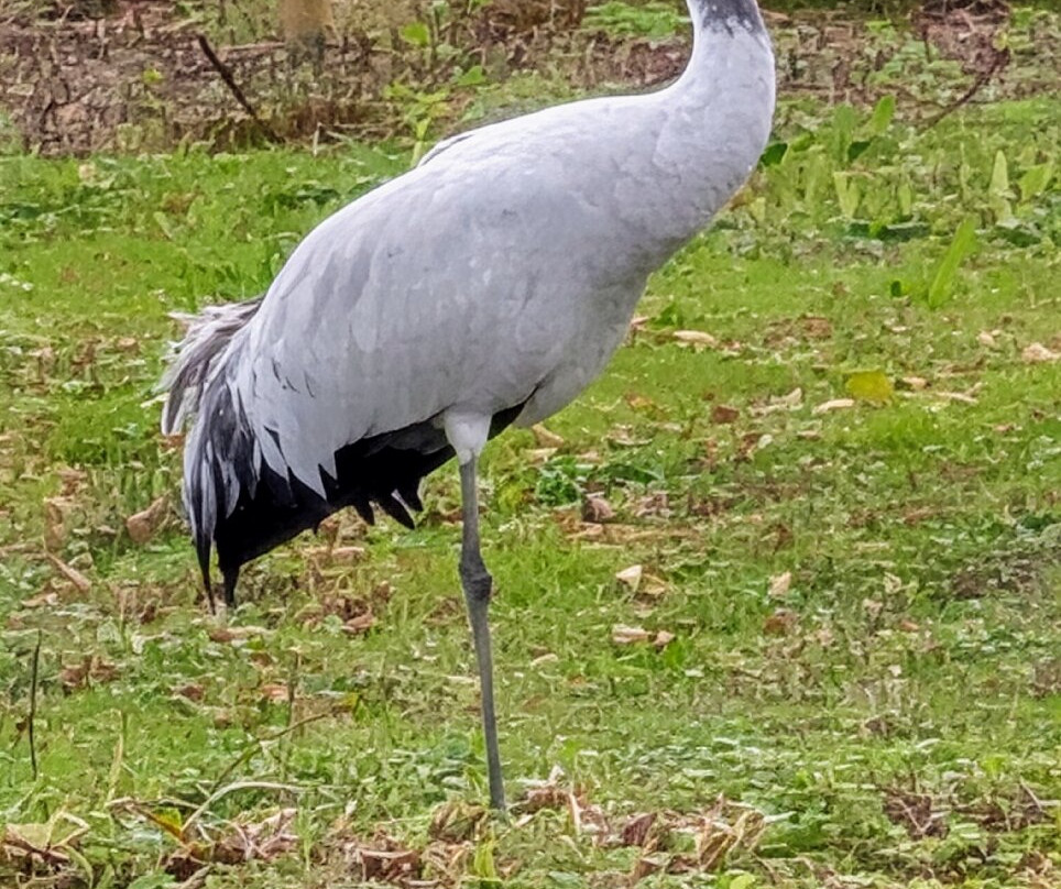 WWT Slimbridge Wetland Centre-Slimbridge必去景点