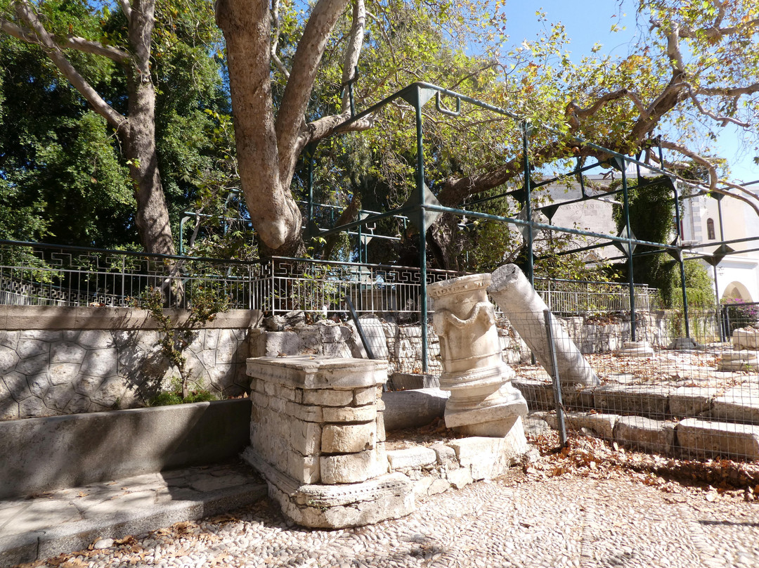 Hippocrates Tree-Kos Town必去景点