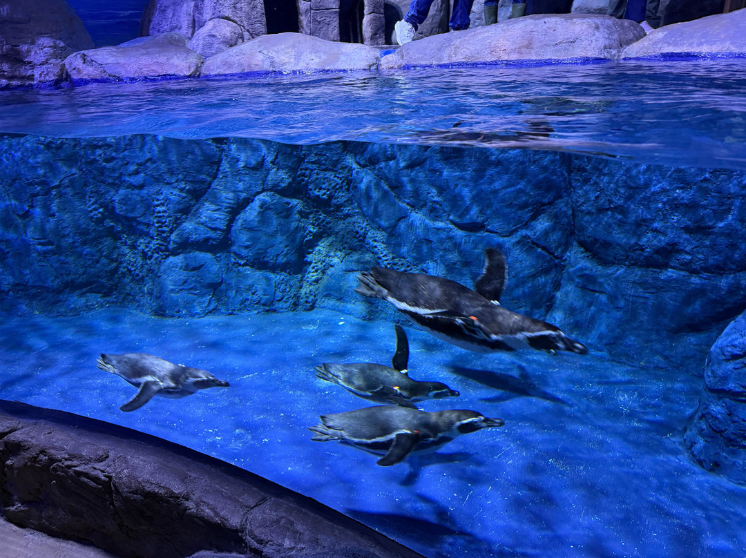 BXSea-South Tangerang必去景点