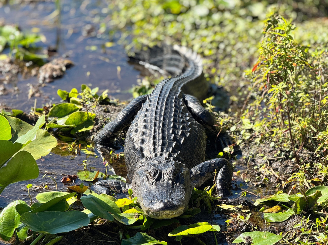 Wild Willy's Airboat Tours-圣克劳德必去景点