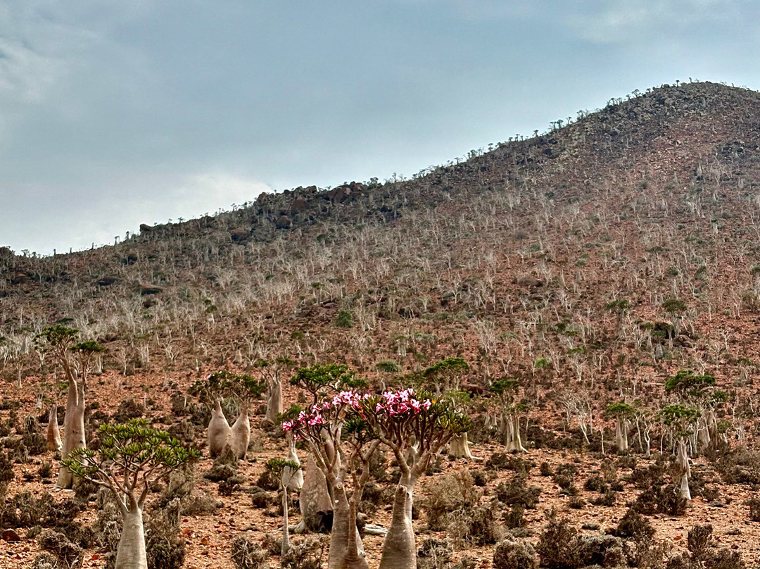 Socotra Safari Tours-Hadiboh必去景点