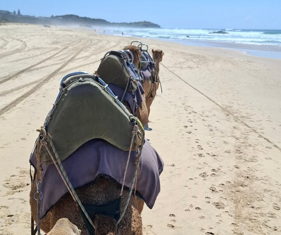 Port Macquarie Camel Safari's-麦克夸利港必去景点