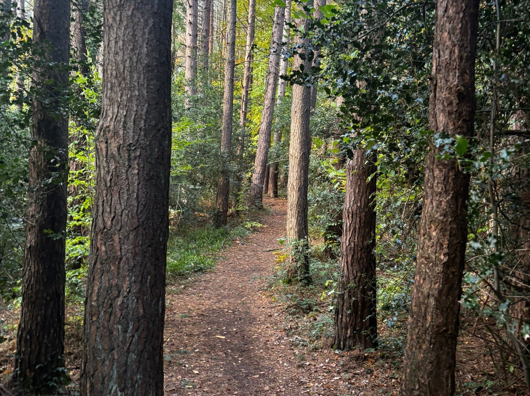 Glen Of The Downs Nature Reserve