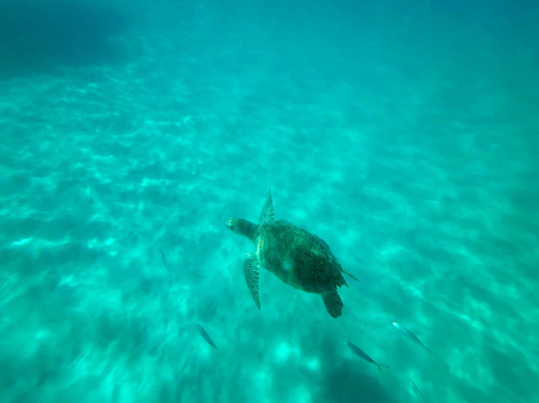 Radical Watersports-Speightstown必去景点