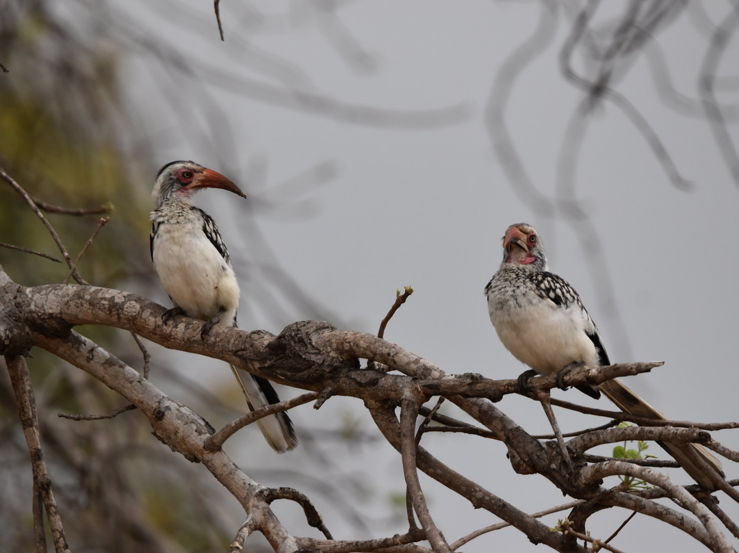 Dél-afrika-mozambik-尼斯普鲁特必去景点