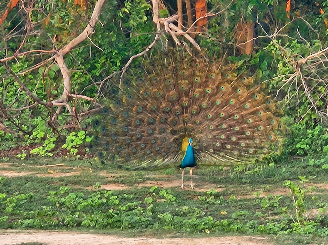 Walawe Natural Vibe Safari Service-乌达瓦拉瓦必去景点