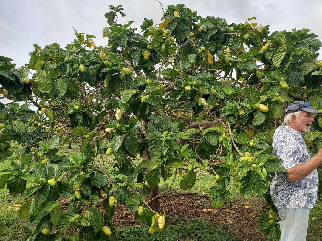Hawaiian Organic Noni-基拉韦厄必去景点