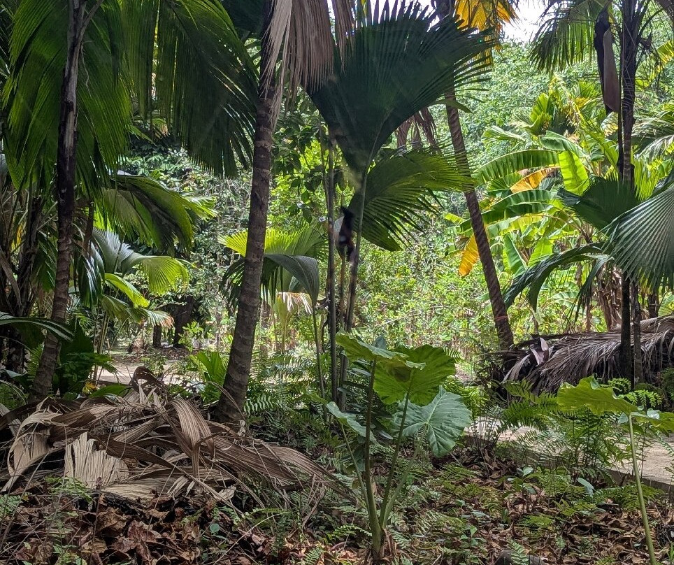 Fond Ferdinand-马埃大安塞区必去景点