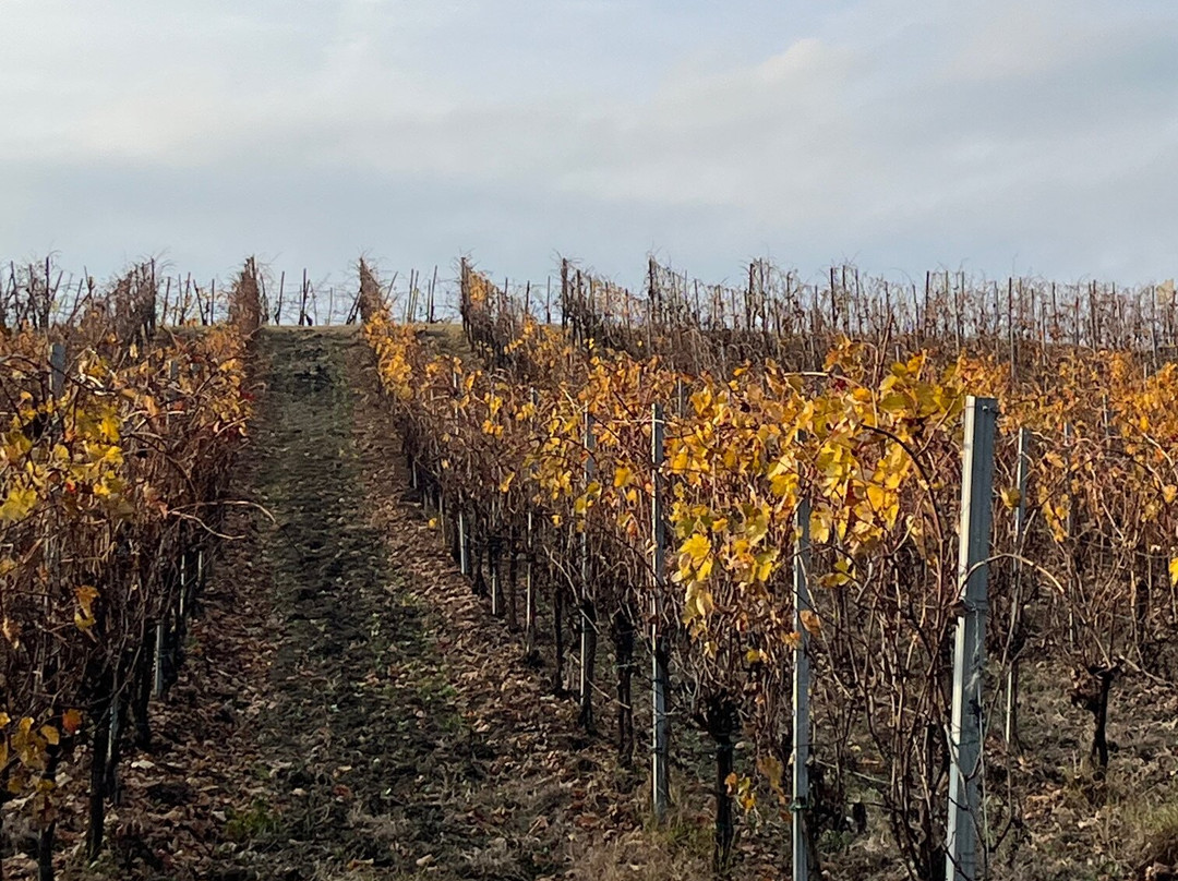 Azienda Agricola Manuelina-Santa Maria della Versa必去景点