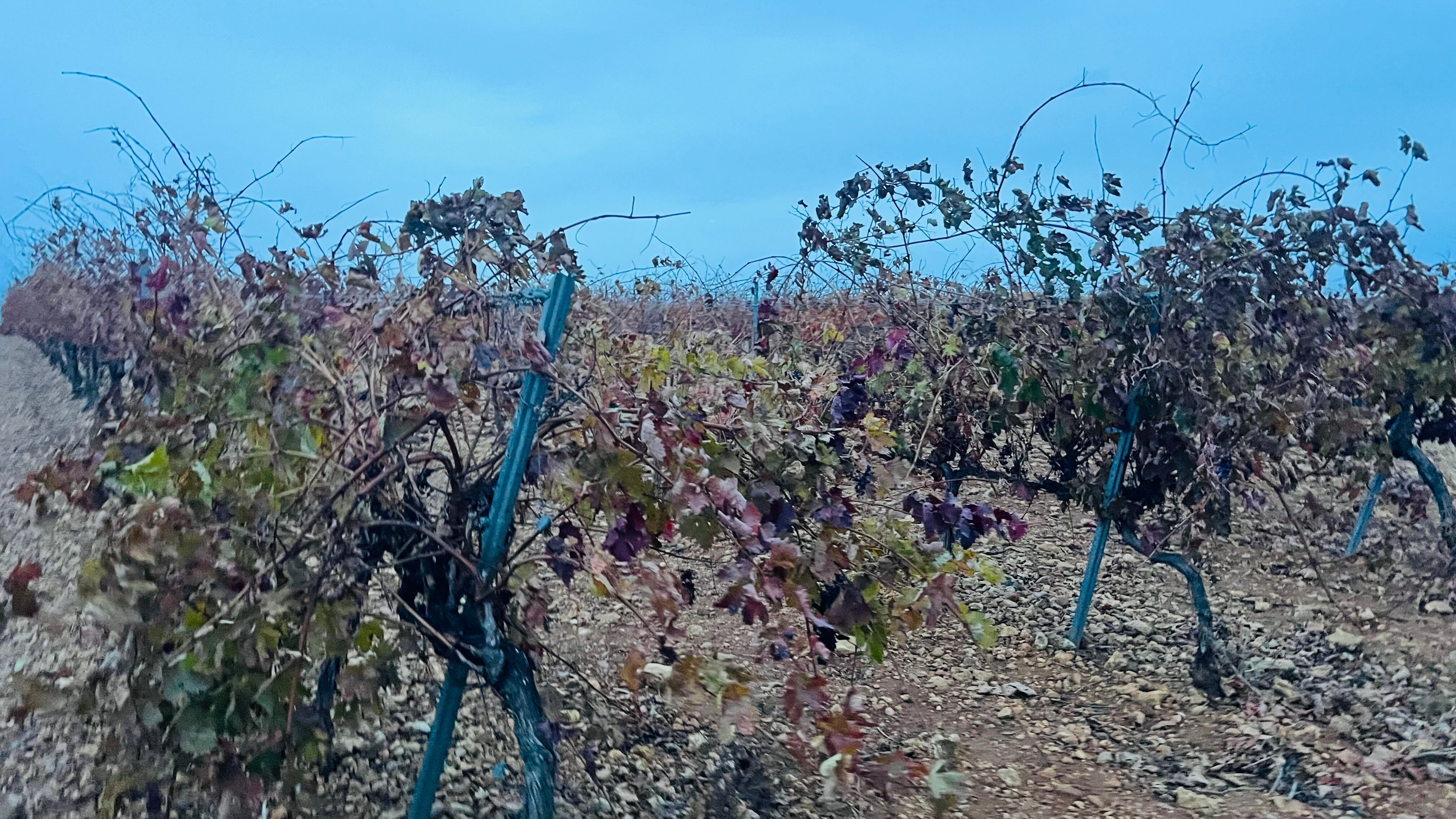 Pago de Trascasas-官方