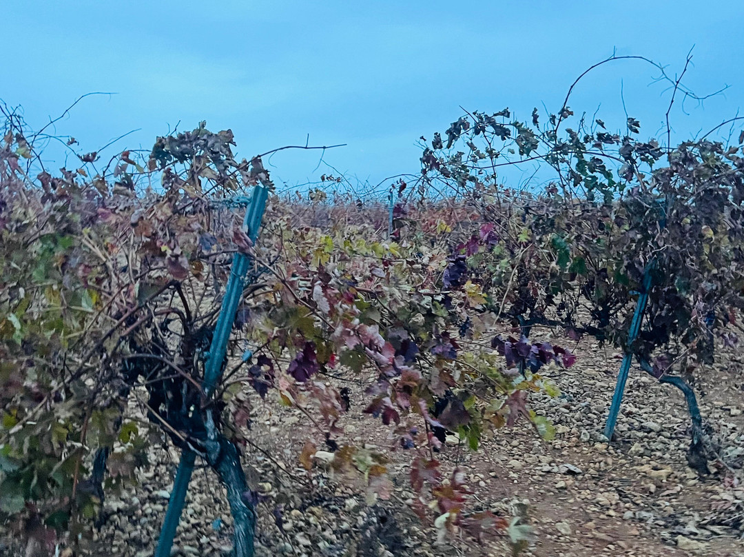 Pago de Trascasas主图