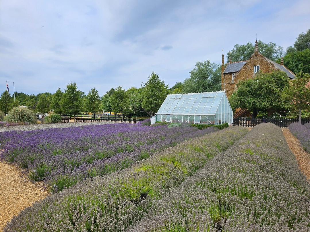 Norfolk Lavender-Heacham必去景点