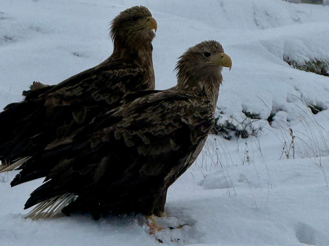 Go2Lofoten-斯沃尔韦尔必去景点