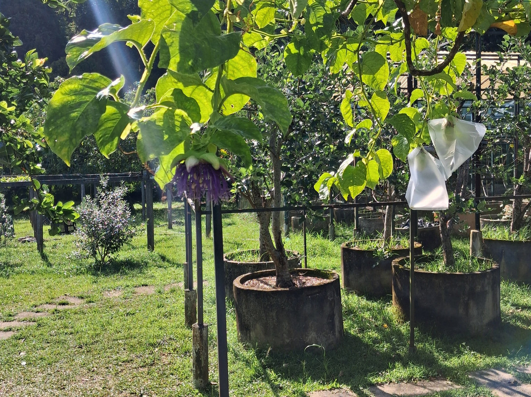 槟城热带果园-峇都丁宜必去景点