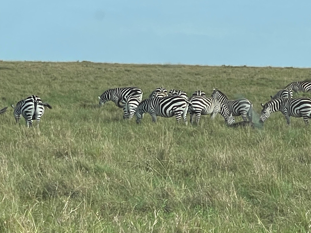 Bamm tours and safaris-内罗毕必去景点