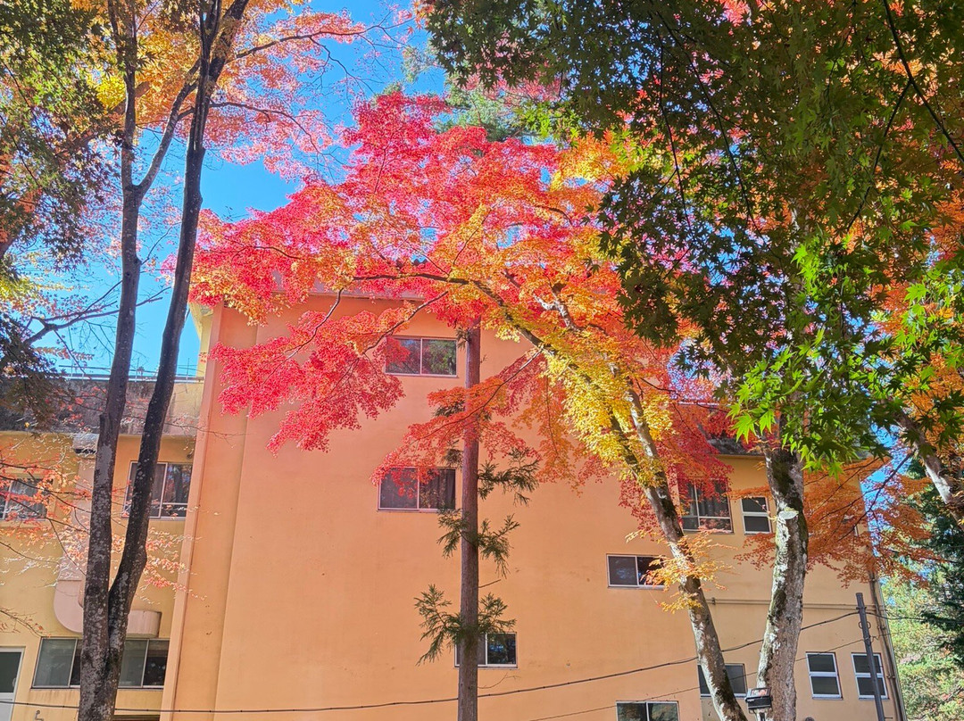 Momiji Tunnel-富士河口湖町必去景点
