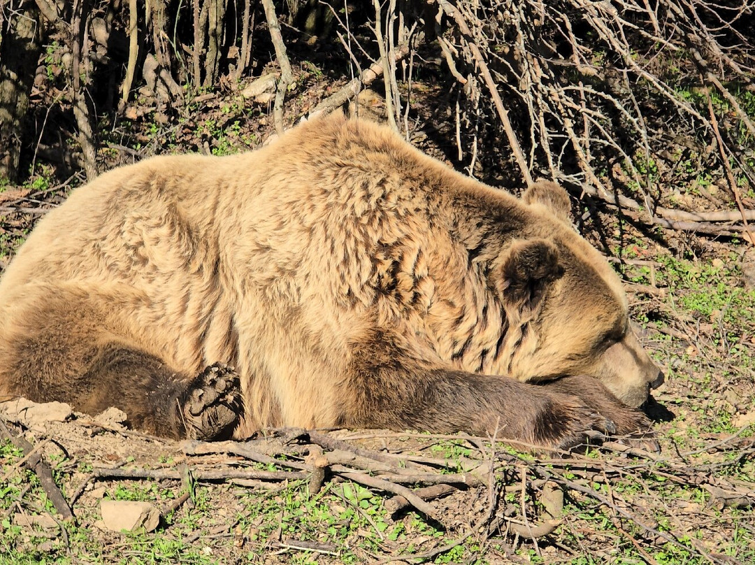 BEAR SANCTUARY Prishtina-普里什蒂纳必去景点