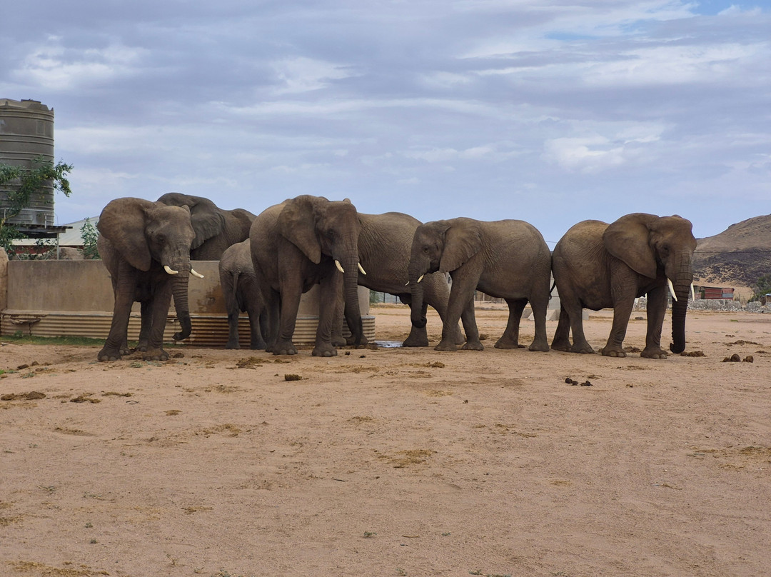 Twyfelfontein Elephant Drives-Palmwag必去景点