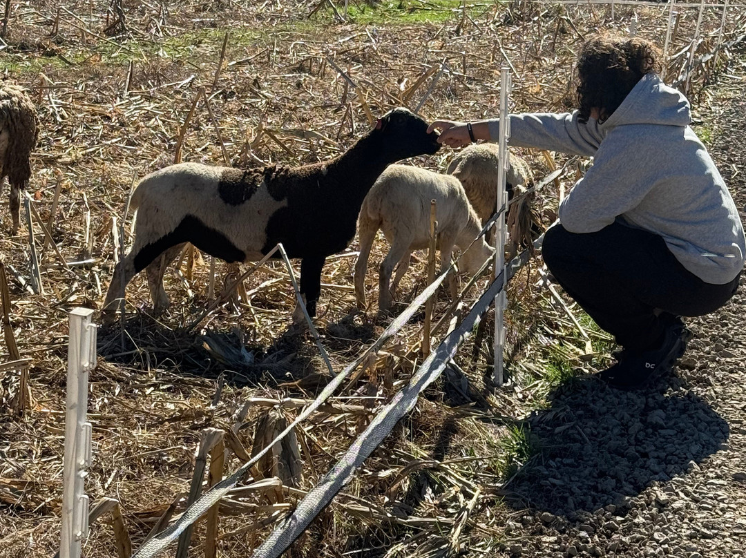 Cress Creeks Farm And Corn Maze-Ellijay必去景点