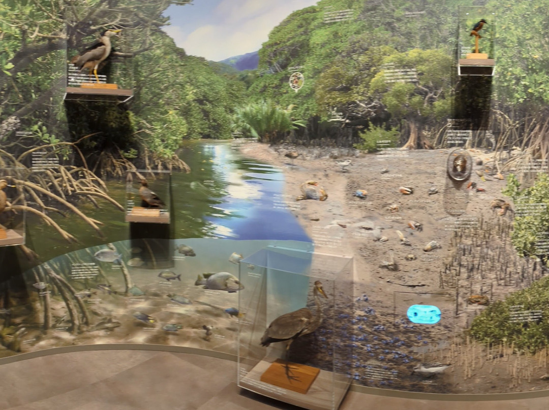 Iriomote Wildlife Conservation Center-竹富町西表岛必去景点