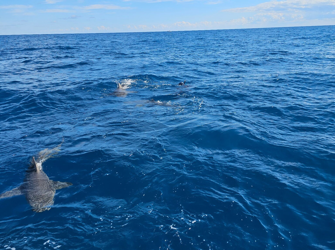 Shark Addicts-朱庇特必去景点