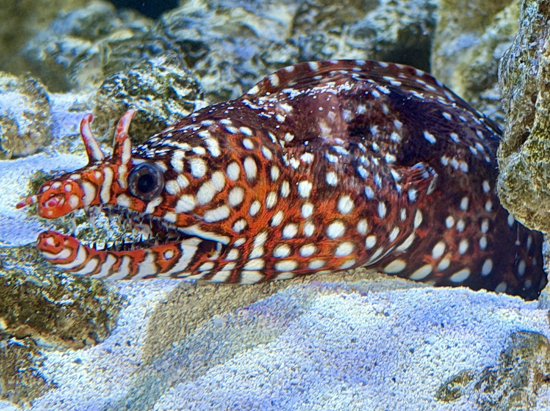 Boca Aquarium-博卡拉顿必去景点