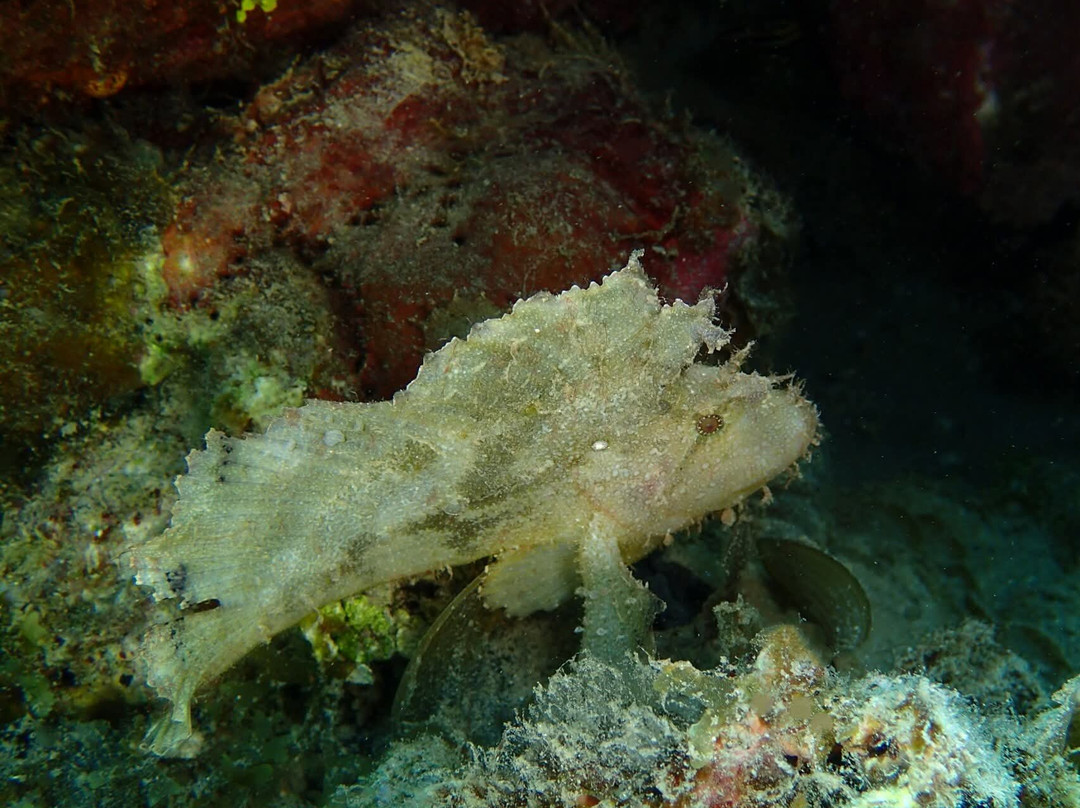 Tahiti Plongée Passion-皮拉尔必去景点