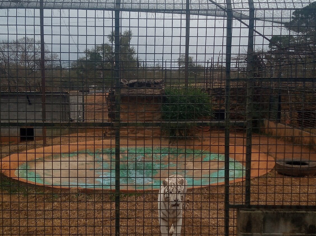 Wild Animal Safari-Pine Mountain必去景点