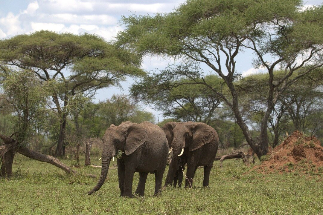 Regal African Safaris-Usa River必去景点