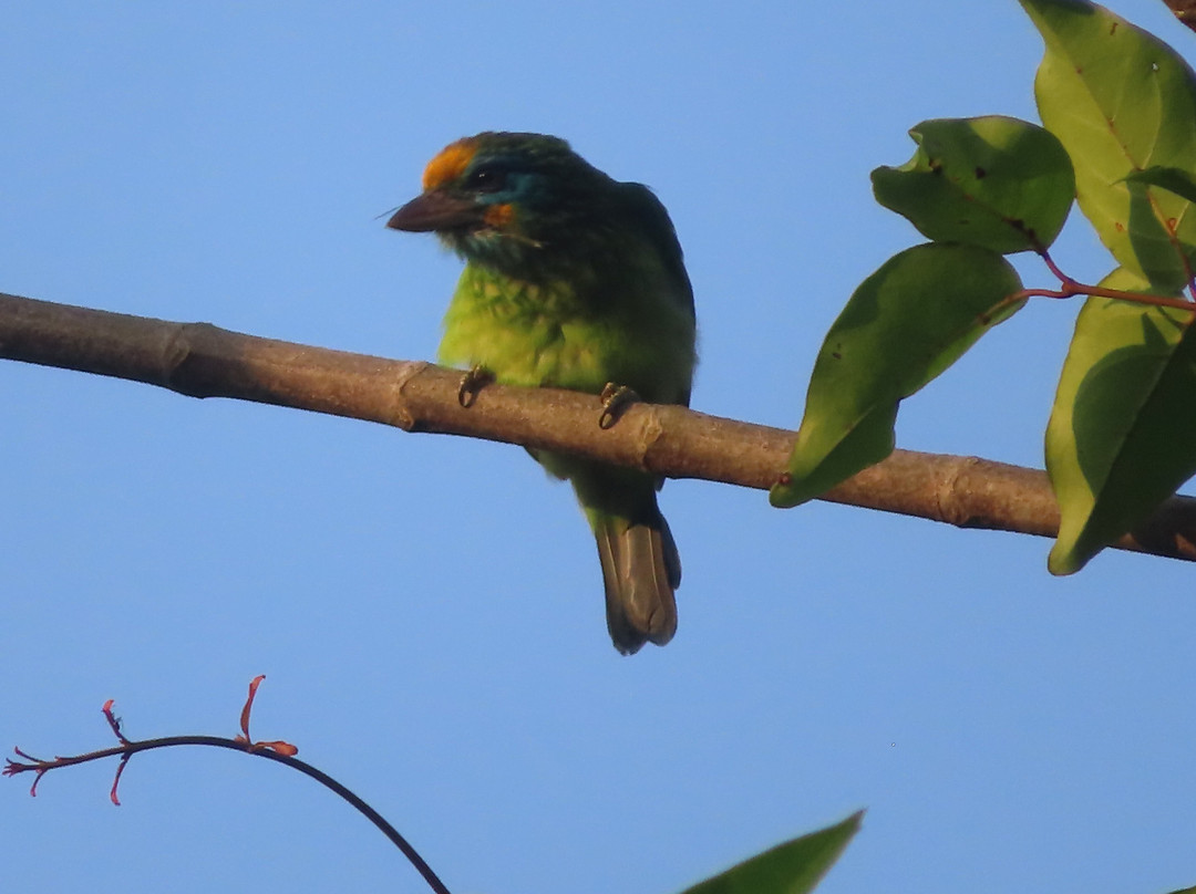 Wanakaset Sri Lanka-Kitulgala必去景点