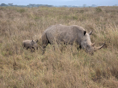 Steri Tours and Travel-内罗毕必去景点