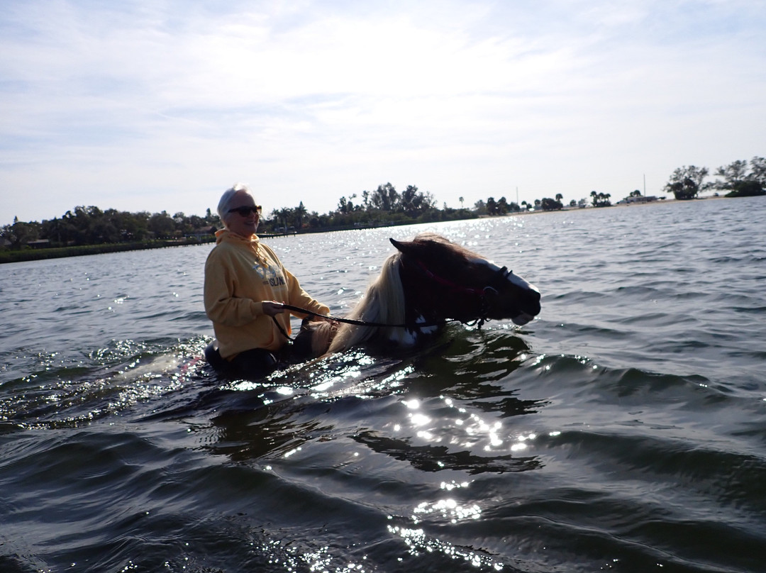 C Ponies Beach Horseback Rides-布雷登顿必去景点