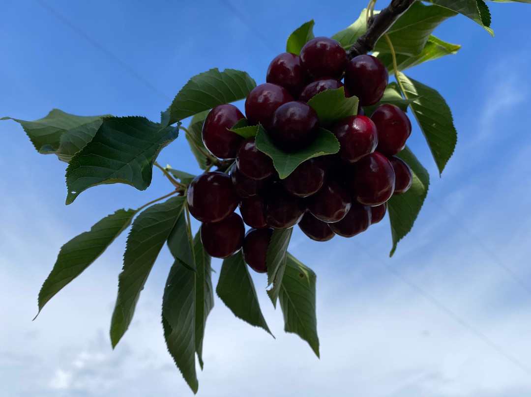 Ballinaclash Fruit & Wine-Young必去景点