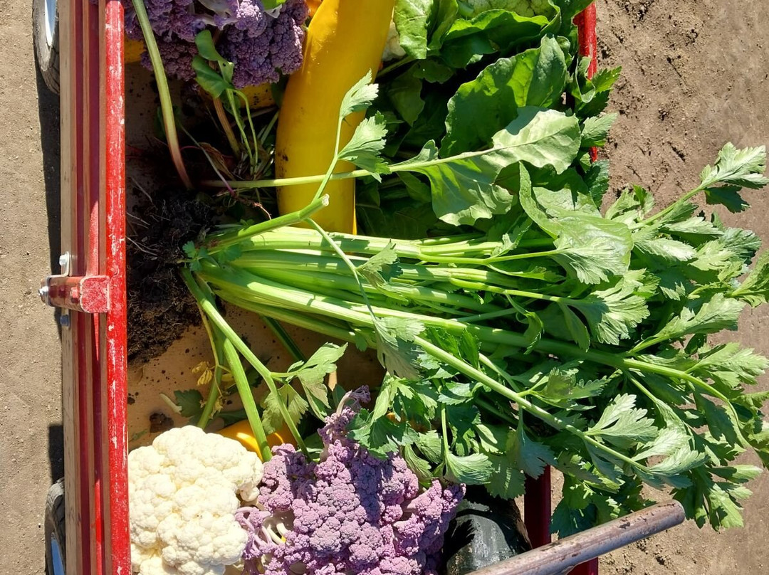 Underwood Family Farms - Moorpark-Moorpark必去景点