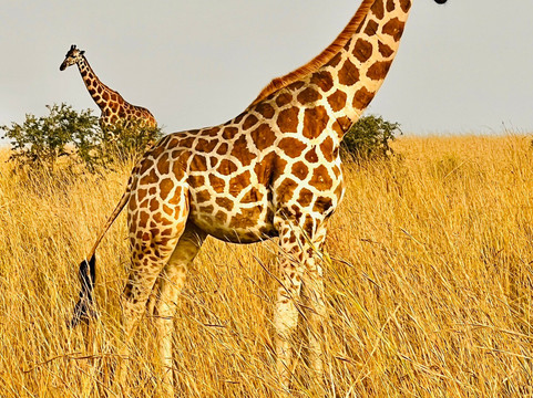 Katland Safaris-坎帕拉必去景点