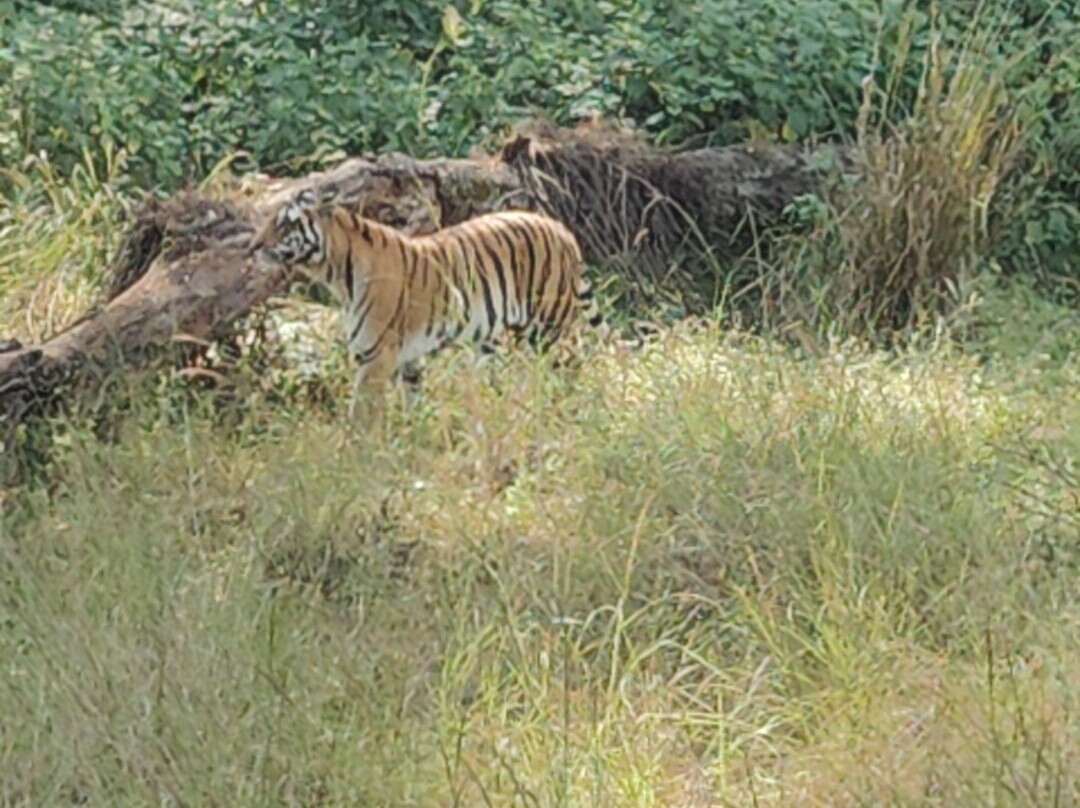 Wildlife Expeditions India-Khatia必去景点