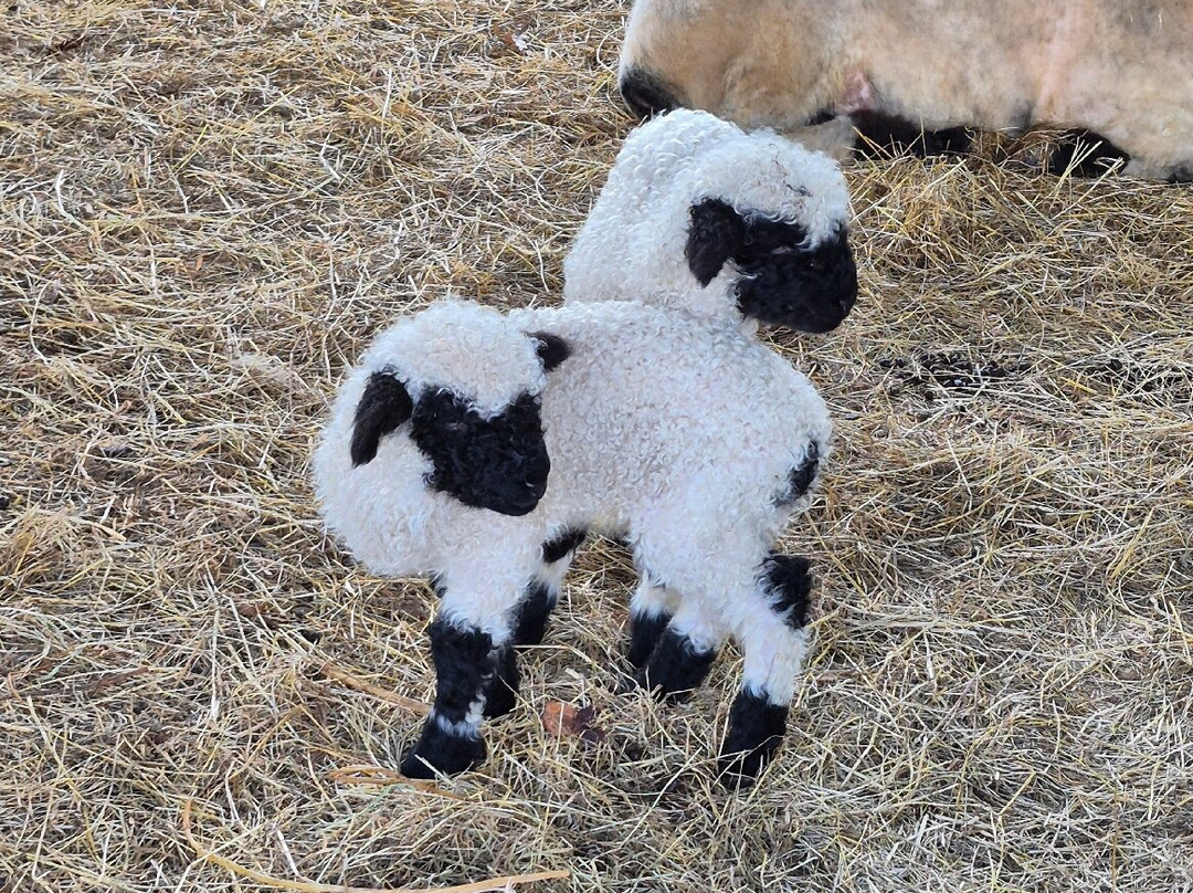 Woolley Animals Farm Park-Winkleigh必去景点