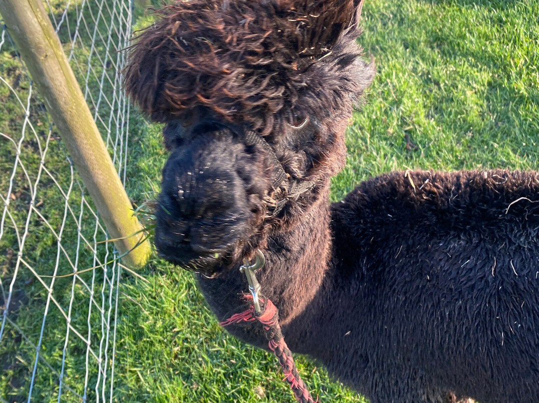 Barnacre Alpacas-Heddon-on-the-Wall必去景点