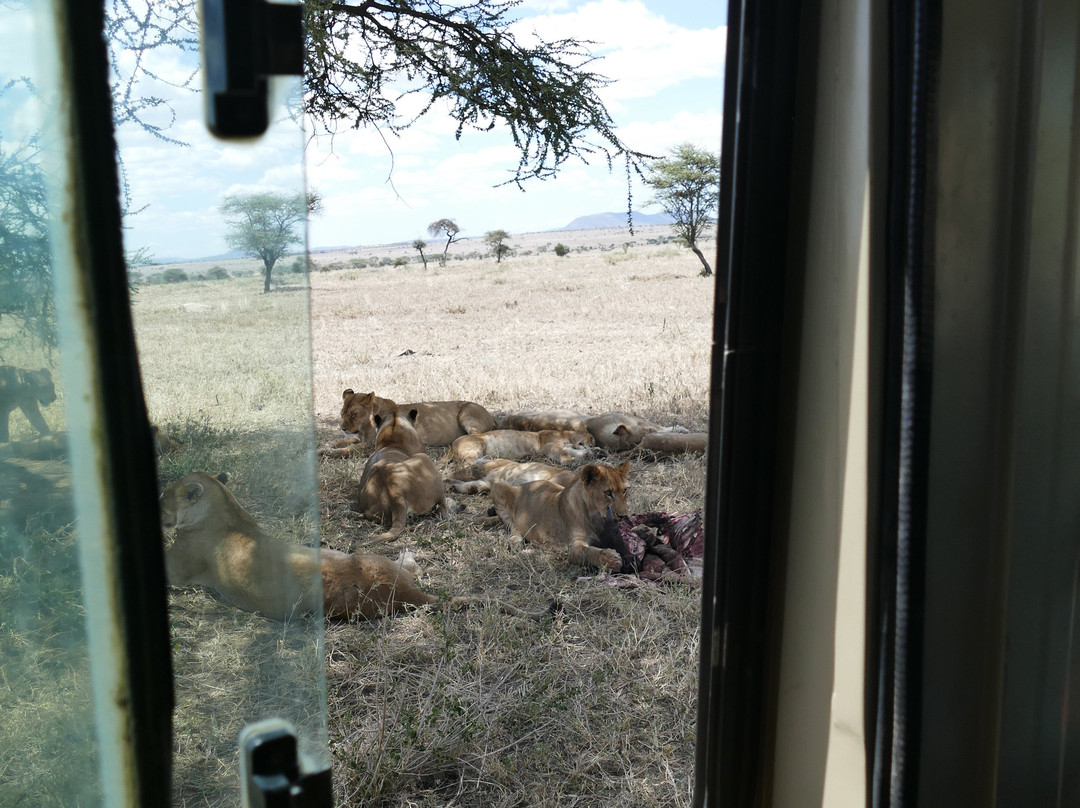 Zara Tanzania Adventures-莫西必去景点