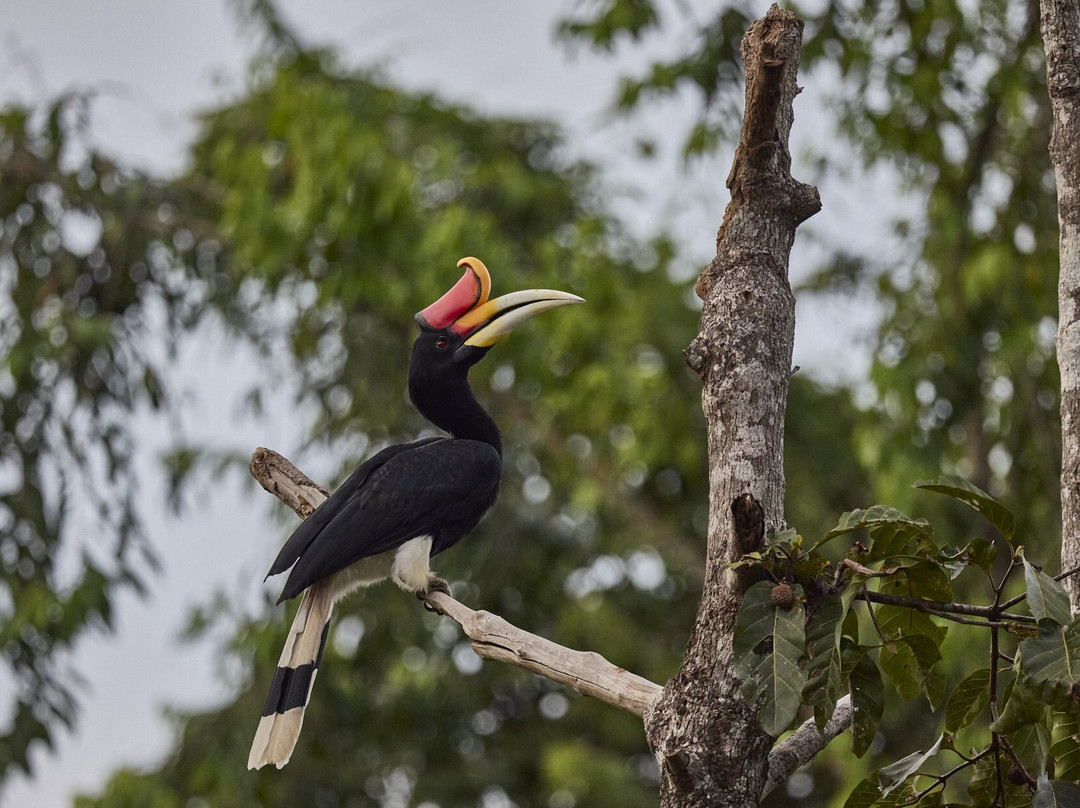 Ujung Kulon Ecotourism-Ujungjaya必去景点