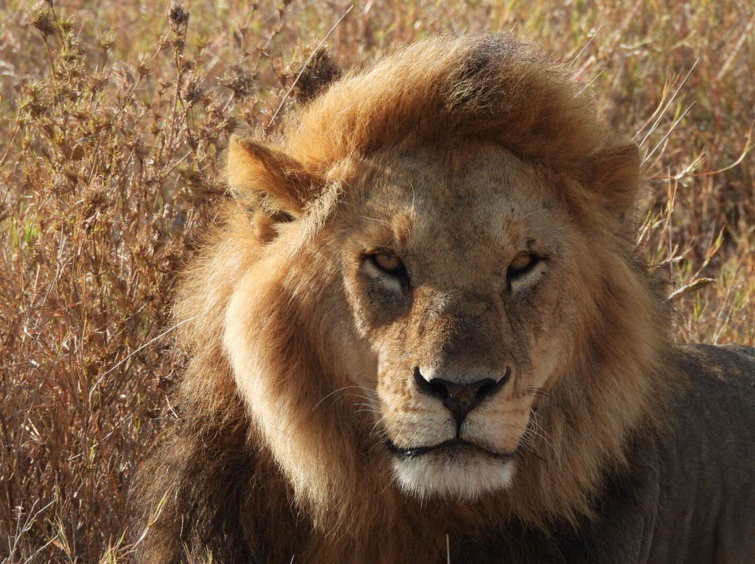 Blessing Safaris-阿鲁沙必去景点