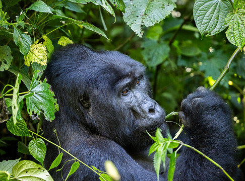 Lush Africa Safaris-坎帕拉必去景点